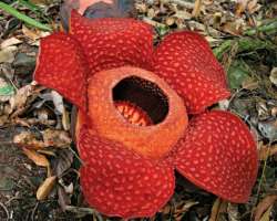 About half of the total plant species of Sumatra are found in this region. It also has the largest flower in the world which named Rafflesia Arnoldi a